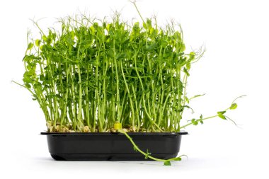 Evde yeşil bezelyeler yetişiyor, bir tabakta, mikroyeşil