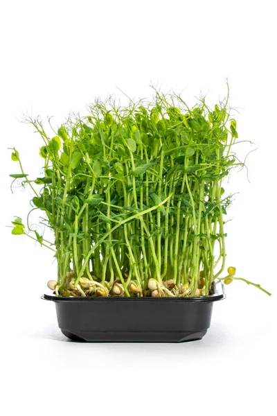 stock image Growing green peas at home in a plate, microgreen