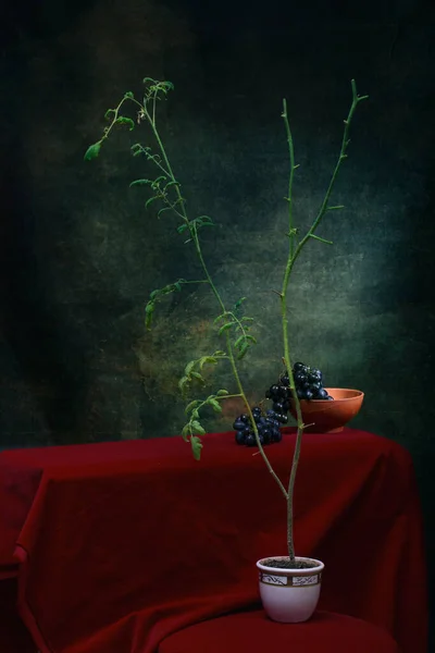Ramos Tomate Pote Uma Mesa Com Pano Vermelho Cachos Uvas — Fotografia de Stock