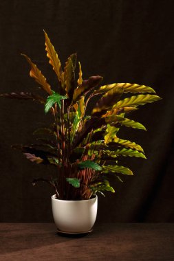 Bush odası Calathea Rufibarba kahverengi arka planda bir tencerede