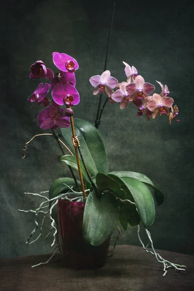 Two Phalaenopsis Orchid Bushes Pots Dark Background — 스톡 사진