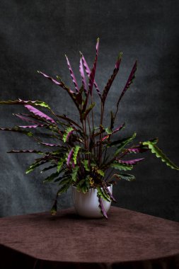 Bush odası Calathea Rufibarba bir tencerede