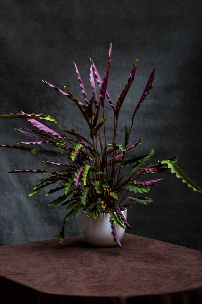 Bush room Calathea Rufibarba in a pot