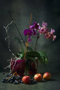 Phalaenopsis orkide çalısı, koyu bir arka planda, üzüm ve elmalarla dolu bir saksıda.