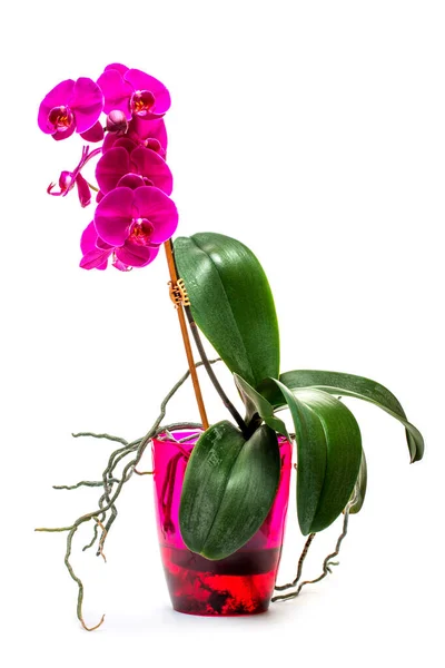 Фаленопсис Орхидея Куст Кастрюле Белом Фоне — стоковое фото