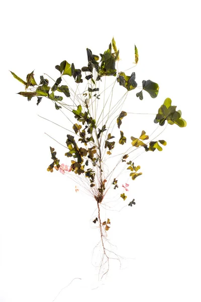 Plantas Herbáceas Secas Herbário Oxalis Corniculata Sobre Fundo Branco — Fotografia de Stock