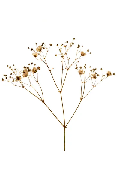 Sprig Dried Herbarium Plant White Background Stock Image
