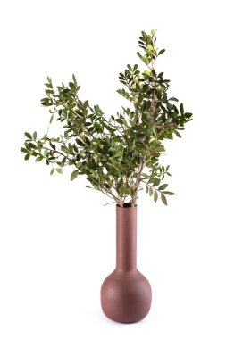 Kahverengi vazoda yeşil yapraklı bir bitkinin dalları beyaz arka planda.