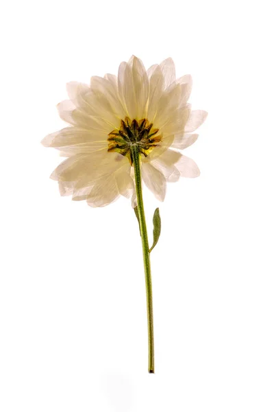 Szárított Virág Hajtása Herbáriumból Fehér Alapon — Stock Fotó