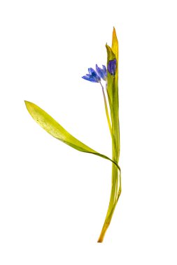 Kurumuş bir çiçeğin beyaz arka plandaki bitkisel hayata ait filizi.