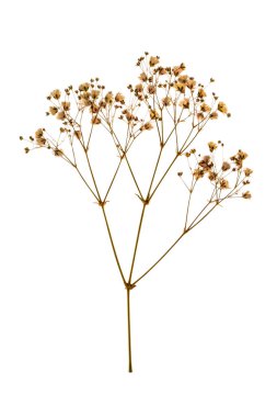 Beyaz arka planda kurumuş bir bitkinin filizi.