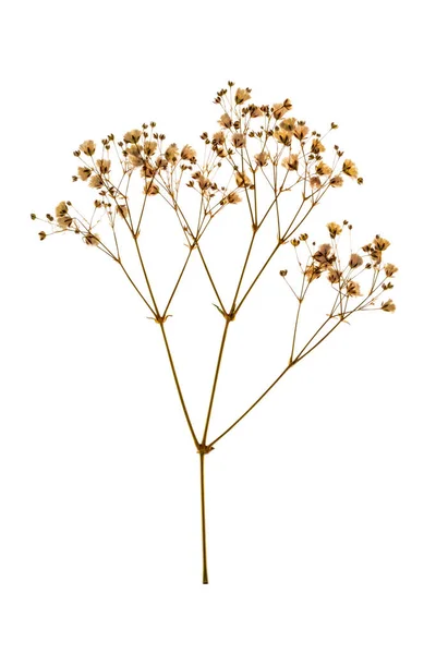 Ein Zweig Einer Getrockneten Herbarienpflanze Auf Weißem Hintergrund Stockfoto