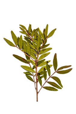 Beyaz arka planda kurumuş bir bitkinin filizi.