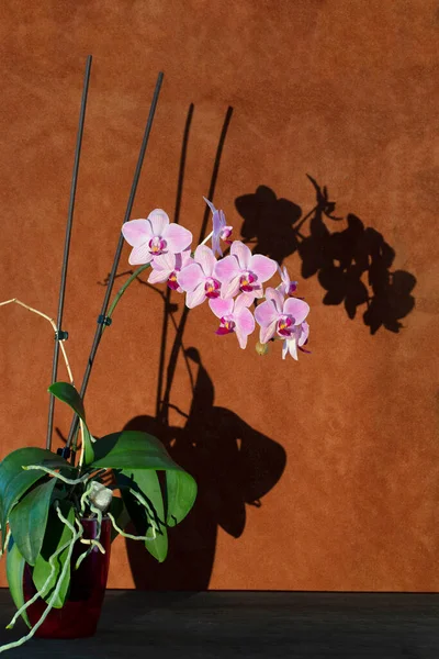 Phalaenopsis Krzak Storczyka Garnku Cieniem — Zdjęcie stockowe
