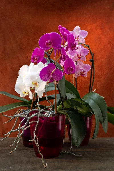 Кущі Орхідей Phalaenopsis Горщиках Коричневому Фоні — стокове фото