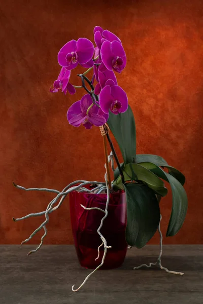 褐色背景的壶中的杜鹃兰花灌木 — 图库照片