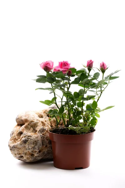 Rosenstrauch Topf Auf Einem Stein Vor Weißem Hintergrund — Stockfoto