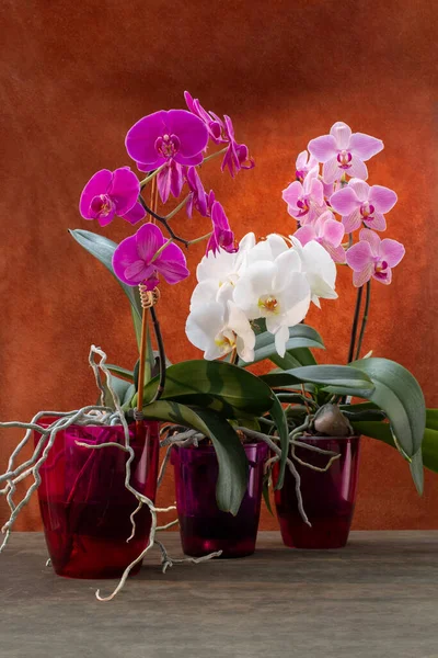 Phalaenopsis Orkidé Buskar Krukor Brun Bakgrund — Stockfoto