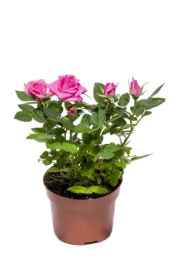 Beyaz arka planda bir saksıda gül çalısı
