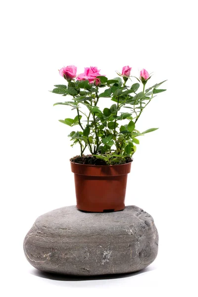 Rosenstrauch Topf Auf Einem Stein Vor Weißem Hintergrund — Stockfoto