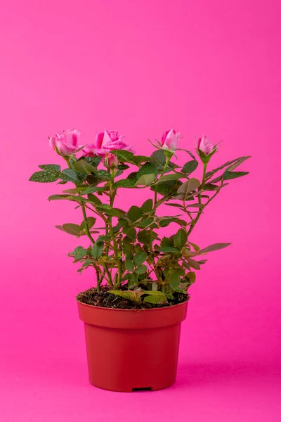 Крытый Розовый Куст Кастрюле Розовом Фоне — стоковое фото