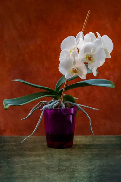 Phalaenopsis Orchidea Krzak Garnku Brązowym Tle — Zdjęcie stockowe