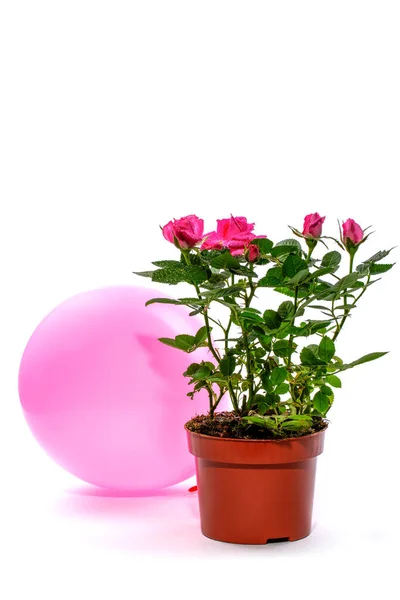 Rosenstrauch Topf Mit Einem Luftballon — Stockfoto