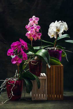 Phalaenopsis orkidesi karanlık bir arka planda saksılarda çalılar içinde