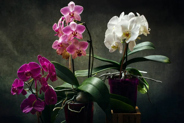 Phalaenopsis Orkidé Buskar Krukor Mörk Bakgrund — Stockfoto