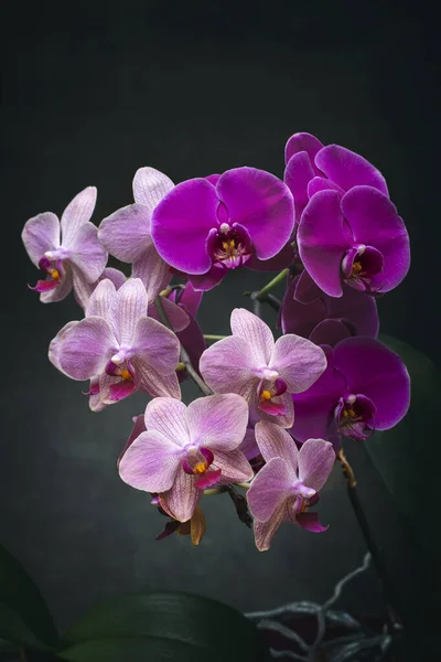Phalaenopsis Orchid Bushes Dark Background Close — Stock Photo, Image
