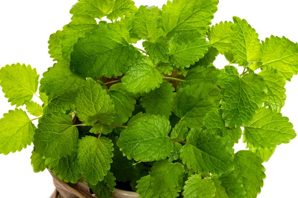 stock image Lemon balm leaves close-up on a white background