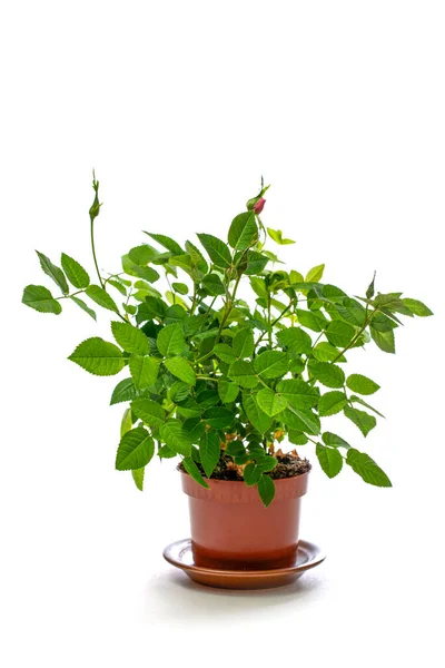 Indoor Rose Bush Pot White Background — Stock Photo, Image