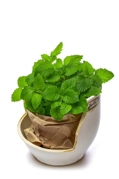 stock image Lemon balm bush in a broken pot on a white background