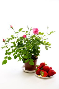 Beyaz arka planda olgun çilekli bir gül ağacı.