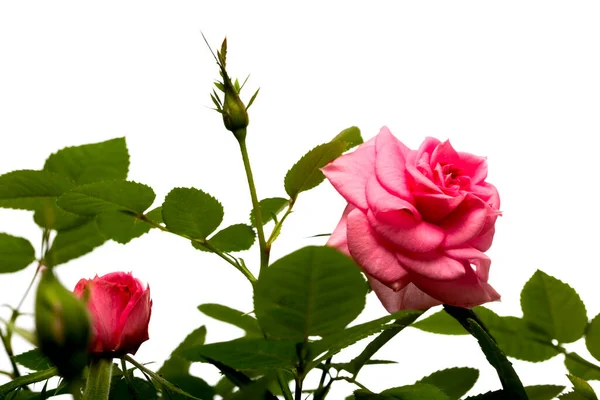 Rosa Rosa Fiore Sfondo Bianco — Foto Stock