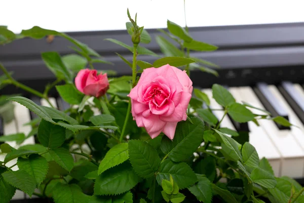 Růžová Růže Květiny Klavír Klíče Pozadí — Stock fotografie