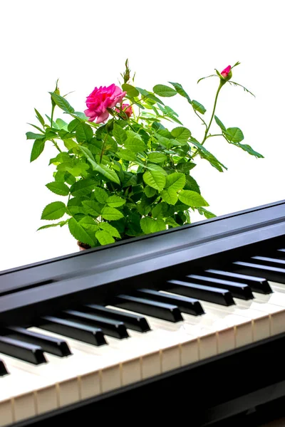 Кімнатний Кущ Троянди Клавішах Піаніно — стокове фото