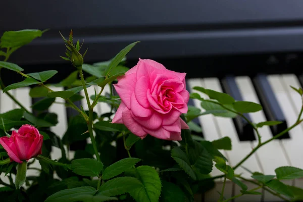 Růžová Růže Květiny Klavír Klíče Pozadí — Stock fotografie