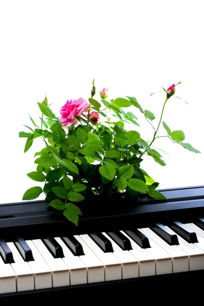 Кімнатний Кущ Троянди Клавішах Піаніно — стокове фото