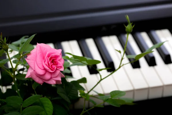 Rosa Ros Blomma Piano Nycklar Bakgrund — Stockfoto