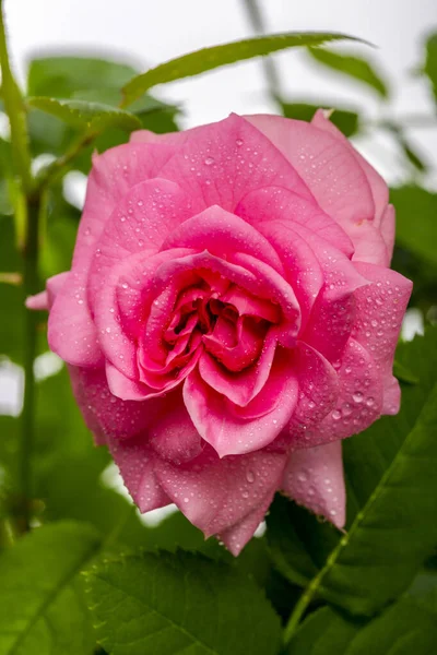 ピンクのバラの花と水が近くに落ちる — ストック写真
