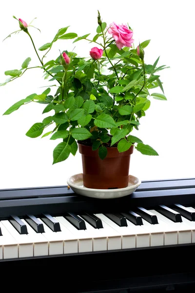 Indoor Rosenstrauch Auf Den Klaviertasten — Stockfoto