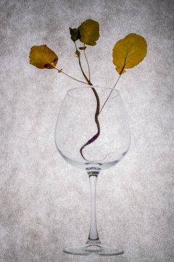 Boş bir bardakta kurumuş bir bitki filizi.