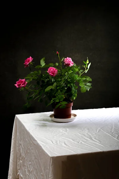 Νεκρή Φύση Ένα Τριαντάφυλλο Στο Τραπέζι — Φωτογραφία Αρχείου