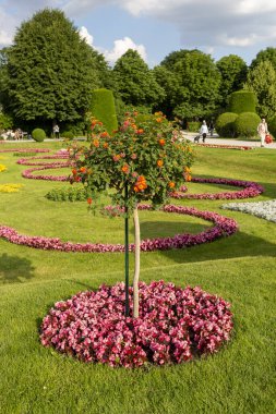 Viyana, Avusturya - 15 Haziran 2023 Schoenbrunn Palace Park 'taki ara sokakta çiçek tarhı