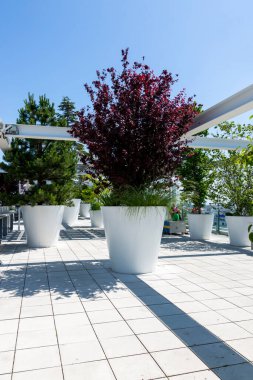 Büyük fıçılarda farklı bitkiler bulunan seranın manzarası