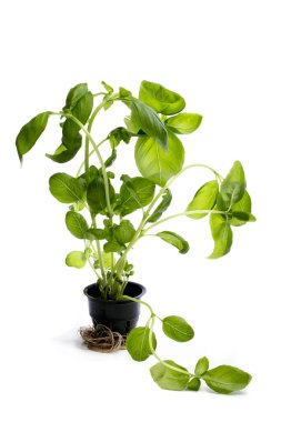 Beyaz arka planda yeşil fesleğen.