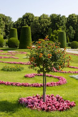 Schoenbrunn Sarayı Parkı 'ndaki sokakta çiçek tarhında.