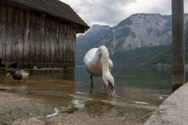 Hallstatt 'taki Hallstattersee Gölü kıyısında beyaz kuğu.