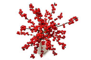 Beyaz arka planda böğürtlenli bir ilex kırmızısı dalı.